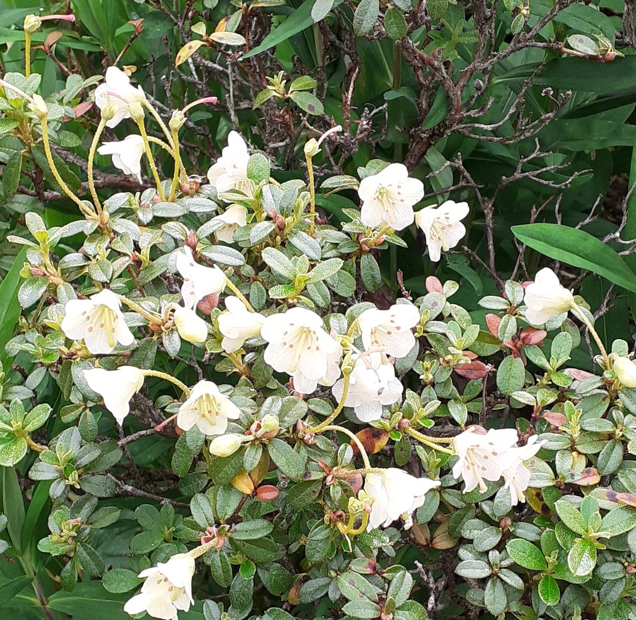 R. campylogynum (White Form)